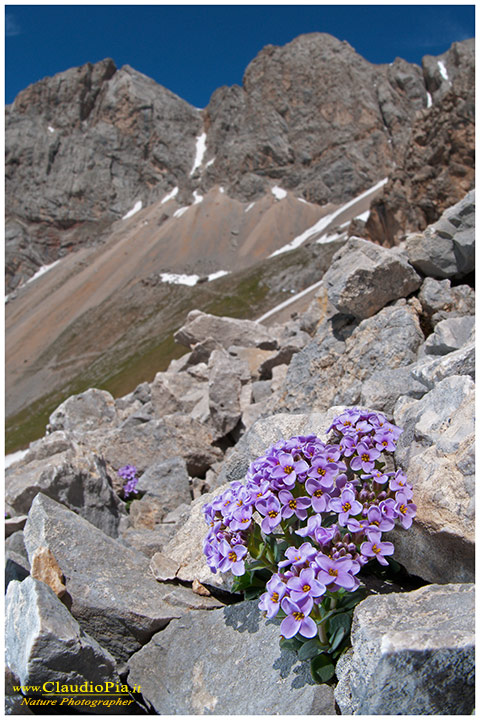 Thlaspi rotundifolium, fiori di montagna, alpini, fotografia, foto, alpine flowers
